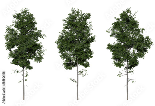 hickory tree on a transparent background