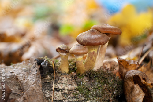 group of mushrooms grows on tree log or shrub through bark