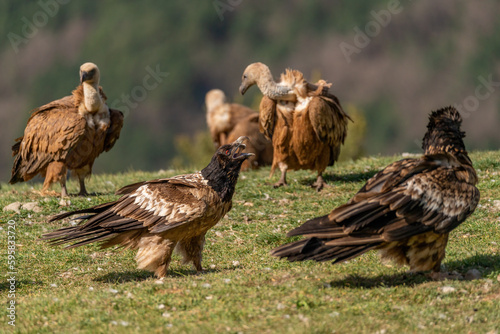 Young Bearded Vulture eating a bone among griffon vultures