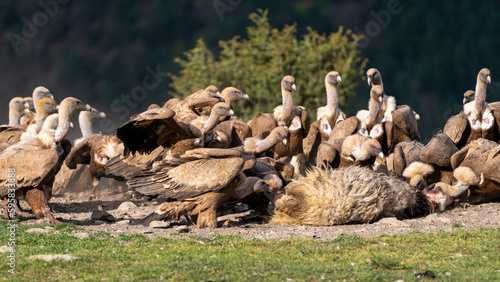 Group of griffon vultures on a dunghill starting to eat a sheep