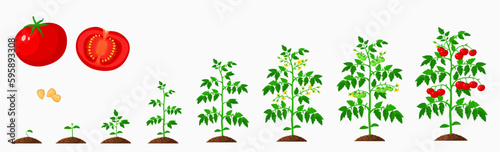 Tomato growth stages, vegetable plant life cycle of vector agriculture and farm crop. Growing process of tomato plants with cartoon seedlings, green sprouts and flowers, roots, soil and ripe veggies