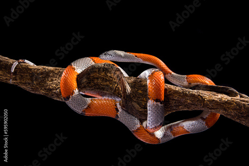 Corn snake on a branch, dark background, close-up frame of photography
