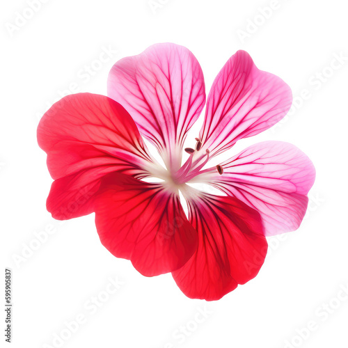 geranium flower isolated on white background
