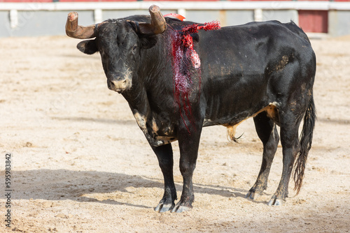 Tourada - black bleeding bull in the arena