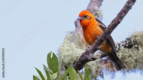 Male Flame-colored tanager, bird of Costa Rica