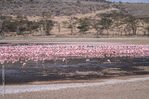 Scene of pink flamingos eating algae - Lake Nakuru National Park Kenya Africa
