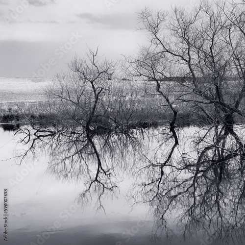 Reflections of trees in a small pond in Upstate NY. The foggy day adds to the mood of these trees along the shore of this pond at the edge of a field.