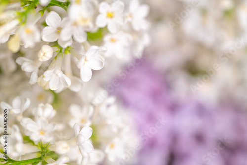White and purple lilacs background