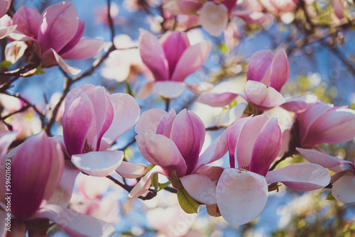Spring magnolias with pink petals on a tree branch in morning sunlight, blue sky copyspeace