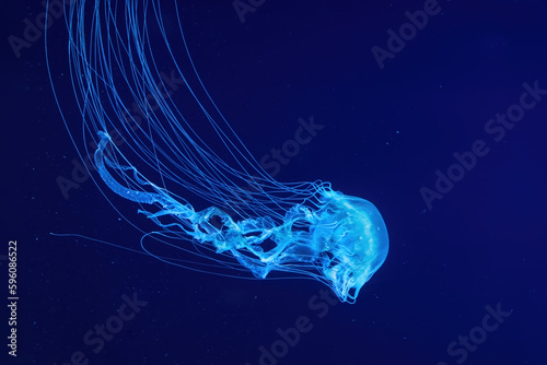 Fluorescent jellyfish swimming underwater aquarium pool with blue neon light