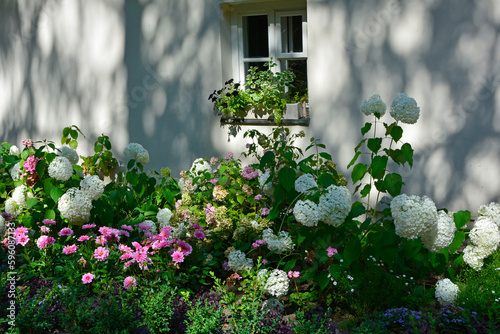 białe hortensje na rabacie kwiatowej w cieniu przy ścianie domu (Hydrangea arborescens), hortensja krzewiasta 
