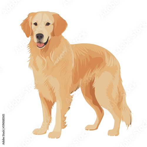 Golden retriever full body view