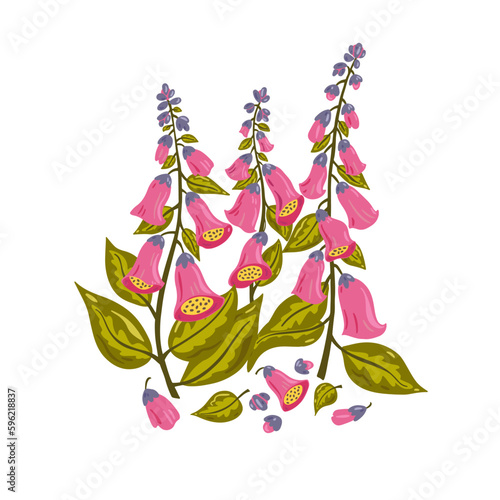 Pink foxglove flowers isolated on white background.
