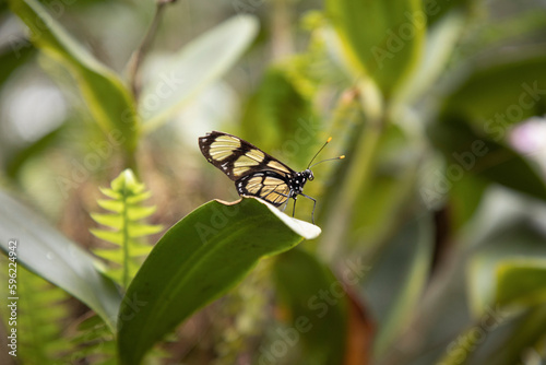 Butterfly in the ornithological park of Foz Do Iguacu