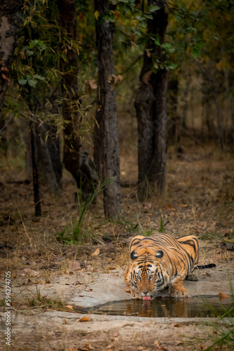 wild bengal male tiger or panthera tigris quenching thirst or drinking water from waterhole with eye contact in evening safari at bandhavgarh national park forest tiger reserve madhya pradesh india