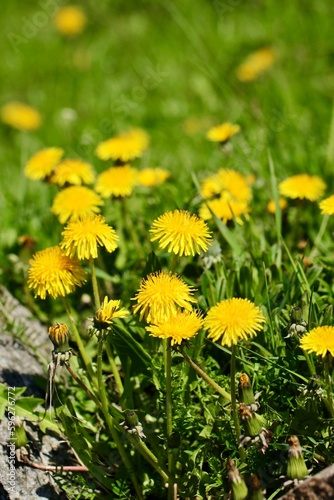 Mniszek lekarski - majowe kwiaty w trawie. Żółte kwiaty "mlecze" pożytek dla pszczół, a chwast dla ogrodników na trawniku