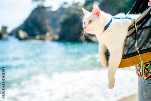 A whole white cat in a harness and on a leash in a backpack on a walk along a tourist path by the seashore
