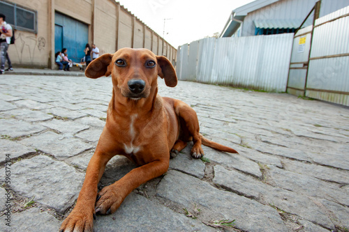 Cachorrinho vira-lata descansando no chão de blocos de pedra em cidade do interior do Brasil