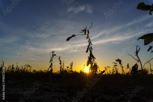 Close-up of a drought-stricken soybean field in Santa Fe, Argentina.