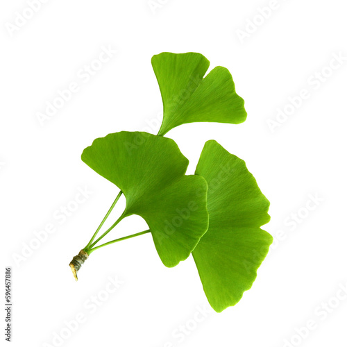 Twig with ginkgo biloba leaves isolated on a transparent background. Green, fresh leaves of Мaidenhair. PNG