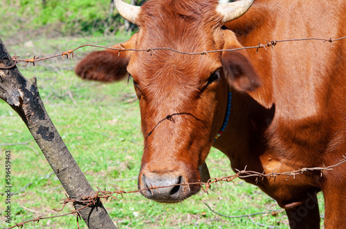 Cow looking through barbed fence