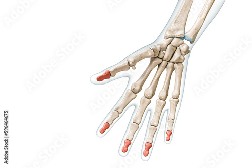 Distal phalanx bones in red color with body 3D rendering illustration isolated on white with copy space. Human skeleton, hand and finger anatomy, medical diagram, osteology, skeletal system concepts.