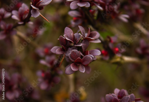 Barberry, branch of barberry with bright purple leaves closeup on a colored background Berberys Thunberga, Berberis Thunbergii - soft focus