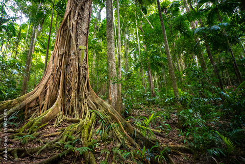 Beautiful unique lush rainforest in D'Aguilar National Park, palms in rainforest. Brisbane, Quensland, Australia