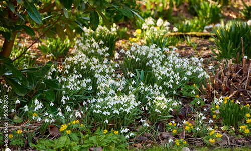 Galanthus nivalis was described by the Swedish botanist Carl Linnaeus in his Species Plantarum in 1753, and given the specific epithet nivalis, meaning snowy (Galanthus means with milk-white flowers).