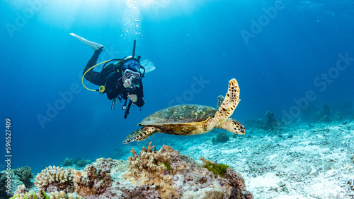 Female scuba diver taking a photo of Hawksbill Turtle swimming over coral reef in the blue sea. Marine life and Underwater world concepts