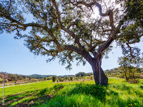 Cork oak (Quercus suber) tree in backlight in the south of Portugal. 