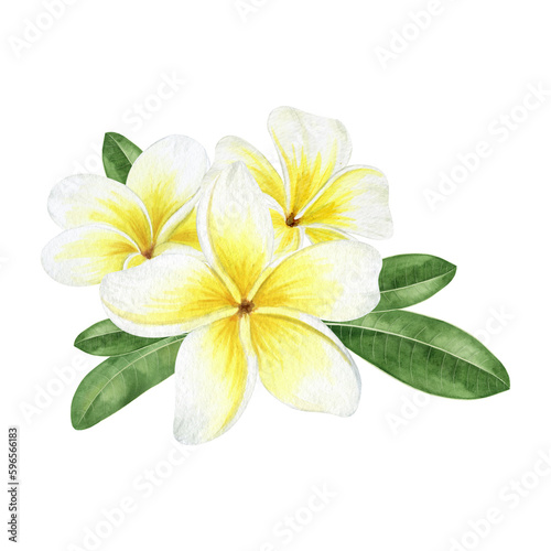 Yellow plumeria flowers. Tropical exotic flowers. Watercolor composition on a white background. For greeting cards, postcard, scrapbooking, packaging design