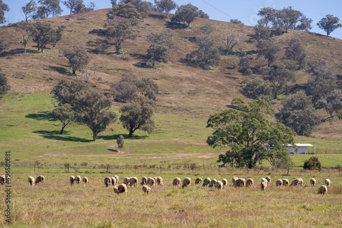 flock of sheep under gum trees in summer on a regenerative agricultural farm in New Zealand. Stud Merino sheep 