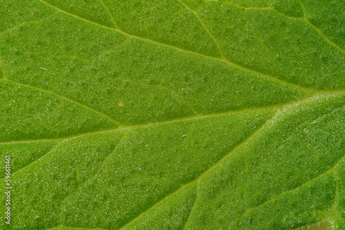 Struktura liścia z bliska makro