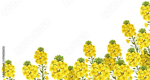 Rape flowers, canola oil. Poster brassica napus. Isolated vector illustration.