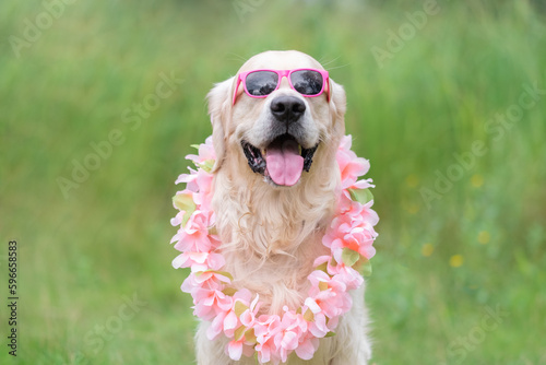 Funny dog sitting on the grass in the summer wearing Hawaiian flowered sunglasses. Golden Retriever says aloha