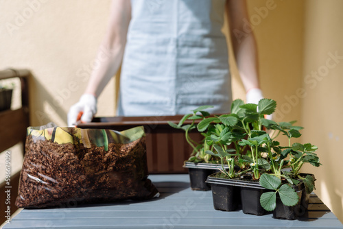Seedlings with strawberries close to bag with soil. Woman gardening on a balcony