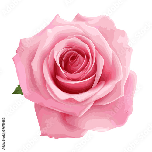 pink rose isolated on white