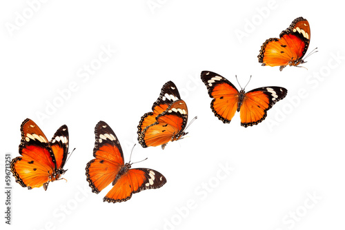 Beautiful monarch butterfly isolated on white background. Set of Big Monarch butterflies, isolated on white background. Tawny Coster (Acraea violae) Acraea terpsicore.