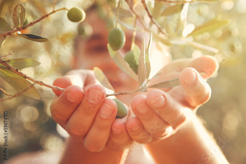 Olives harvest