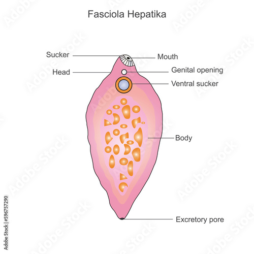 Fasciola hepatica. Structure of liver fluke.Parasitic trematode.vector illustration.