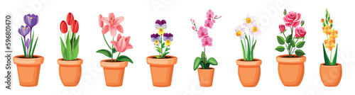 Set of beautiful pots with flowers. Vector illustration of colored pots with various flowers: crocuses, tulips, lilies, violets, orchids, daffodils, roses, gladiolus isolated on a white background.