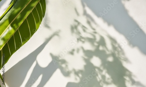 Soft tropical banana leaf shadow sunlight on cream wall (Generative AI)