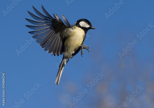 Great tit, Parus major