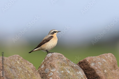 wheatear lookout