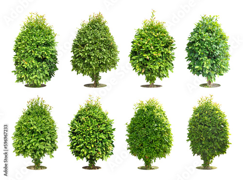 Bush (shrubs) triangular ornamental plants for garden decoration. (png) Collection of 8 trees. 