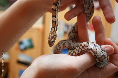 Woman holds a corn snake in her hand and has it wrapped around her hands