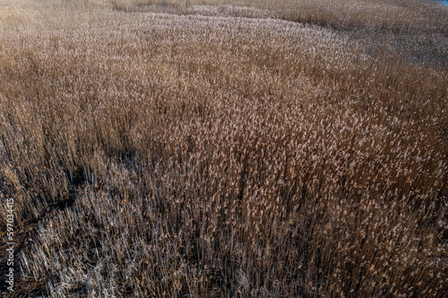 Aerial view of reed beds on the lake where birds nesting in spring.