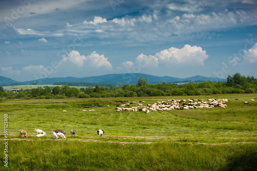 Bacówka w Jabłonce nad Czarną Orawą i okolice. Piękny krajobraz z pasącymi się owcami i kozami na zielonej trawie. 
