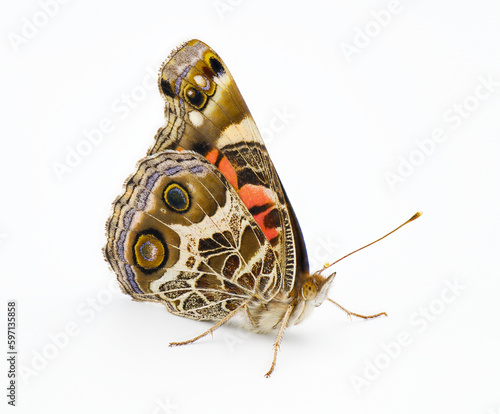 American painted lady Butterfly - Vanessa virginiensis - isolated on white background top side profile view showing intricate pattern and design